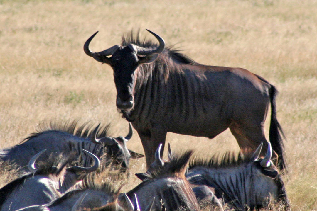 Makgadikgadi Pans National Parkimage - 1